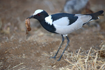 Waffenkiebitz / Blacksmith lapwing or Blacksmith plover / Vanellus armatus..