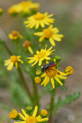 Große Blutbiene (Sphecodes albilabris) auf Frühlingskreuzkraut (Senecio vernalis)