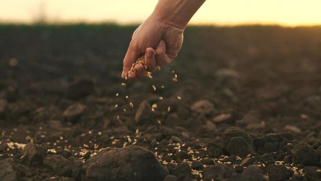 farmer hand planting grain in the soil. agriculture business concept. farmer hand close-up planting a wheat barley grain in the soil. farmer hands is planting seeds. lifestyle agriculture farm