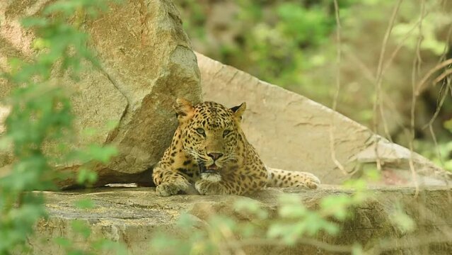 wild bold female leopard or panther or panthera pardus fusca closeup shot on big rock in natural background with eye contact in safari at jhalana forest reserve jaipur rajasthan india