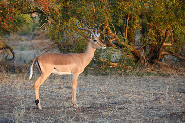 Schwarzfersenantilope / Impala / Aepyceros melampus