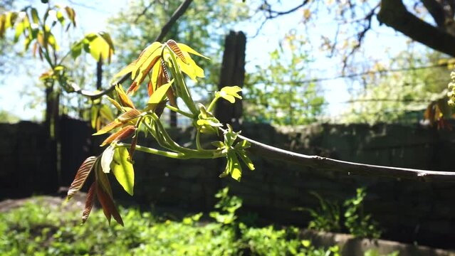 Walnut leaves on a branch in spring