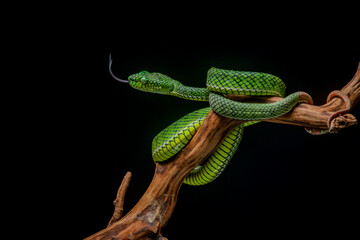 Portrait of a new species of green pit viper, Trimeresurus Calamitas native to nias Island of Indonesia with solid black background 