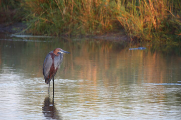Goliathreiher / Goliath heron / Ardea goliath.