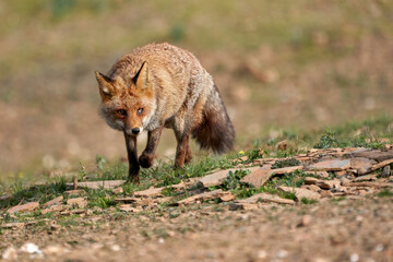 Beautiful portrait of a common fox with a damaged eye walking through the forest looking for food in the natural park of Sierra de Andujar, in Andalusia, Spain