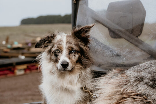 working dog looks straight at camera.