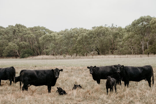 Black angus herd of cows with new calves in a paddock.