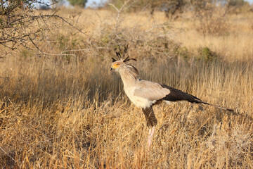 Sekretär / Secretarybird / Sagittarius serpentarius