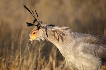 Sekretär / Secretarybird / Sagittarius serpentarius
