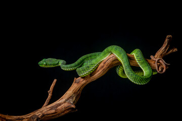 Portrait of a new species of green pit viper, Trimeresurus Calamitas native to nias Island of Indonesia with solid black background 
