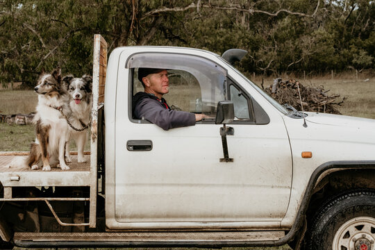 Farmer drives ute with working dogs.