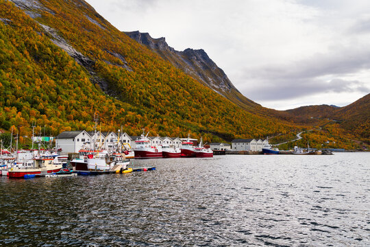 The small harbor of Husøy lies at the end of Øyfjorden and is surrounded by high mountains covered in autumn colors, Troms og Finnmark, Norway
