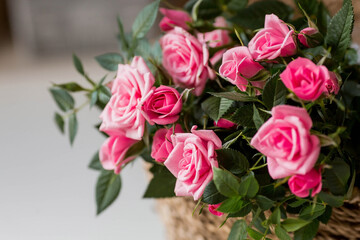 Care of home plants at home. Homemade flowers. Roses on the window in stylish wicker baskets. Growing plants.