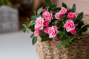 Care of home plants at home. Homemade flowers. Roses on the window in stylish wicker baskets. Growing plants.