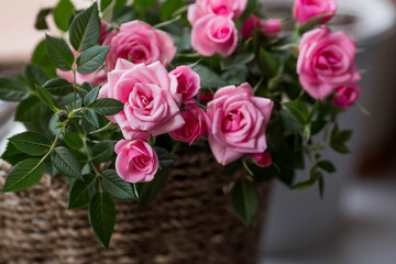 Care of home plants at home. Homemade flowers. Roses on the window in stylish wicker baskets. Growing plants.