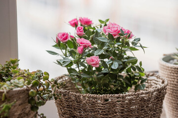 Fototapeta na wymiar Care of home plants at home. Homemade flowers. Roses on the window in stylish wicker baskets. Growing plants.