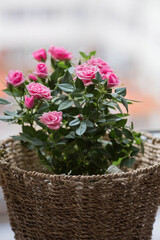 Fototapeta na wymiar Care of home plants at home. Homemade flowers. Roses on the window in stylish wicker baskets. Growing plants.