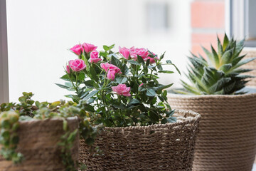 Care of home plants at home. Homemade flowers. Roses on the window in stylish wicker baskets. Growing plants.