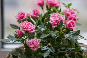Care of home plants at home. Homemade flowers. Roses on the window in stylish wicker baskets. Growing plants.