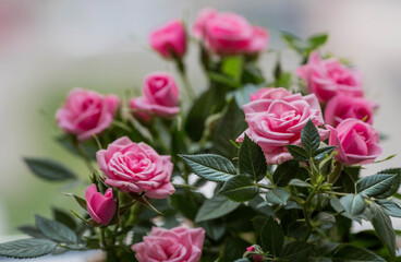 Care of home plants at home. Homemade flowers. Roses on the window in stylish wicker baskets. Growing plants.
