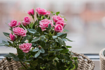 Care of home plants at home. Homemade flowers. Roses on the window in stylish wicker baskets. Growing plants.