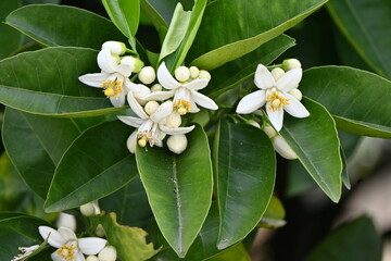 Obraz na płótnie Canvas Mandarin orange flowers. Rutaceae evergreen fruit shrub. White flowers bloom in May.