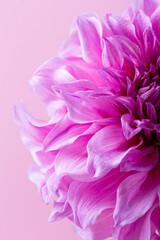 Close up of flower dahlia petals with drops