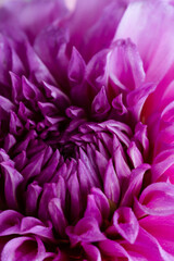 Close up of flower dahlia petals  nature background