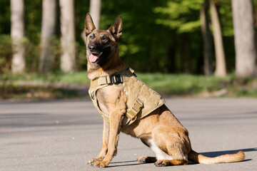 Malinois dog wearing a vest in a park. Police dog. Guard dog. Dog collar.