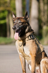 Malinois dog wearing a vest in a park. Police dog. Guard dog. Dog collar.