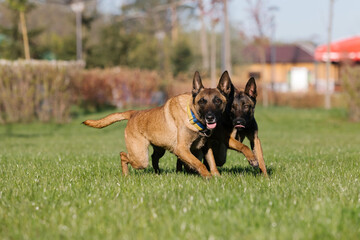 Two belgian shepherd dogs running in a field