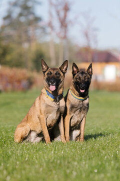 Two belgian malinois dogs sitting in a field.  Police dog. Guard dog. Dog collar.