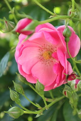 ピンクのバラの花　
