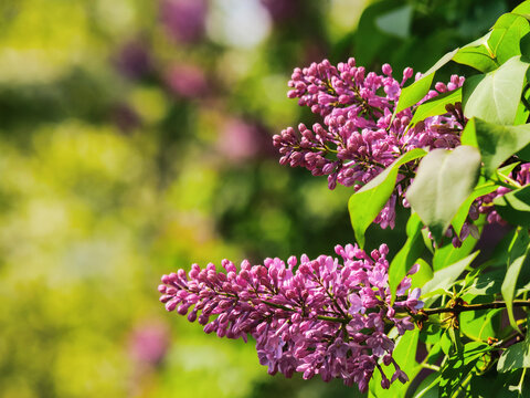 purple blossom of lilac in spring. floral nature background