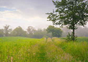 rural landscape with deciduous trees and grassy field. distant forest beneath a cloudy sky. foggy...