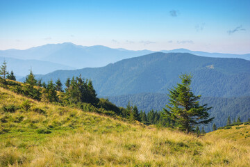 Obraz premium carpathian mountain ridge in summer. steep forested slopes. bright sunny weather