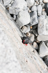Inca tern - a black, white and red bird with moustache on the Chilean coast, Valparaiso