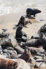 A lot of sea lions resting, eating, enjoying sun on a rocky beach of Chile. Pacific ocean 