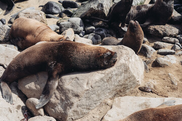 Obraz premium Big sea lion sleeping on rocks, Pacific Ocean beach, Chile 