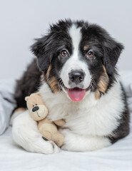 Cute Australian shepherd puppy hugs favorite toy bear on a bed at home