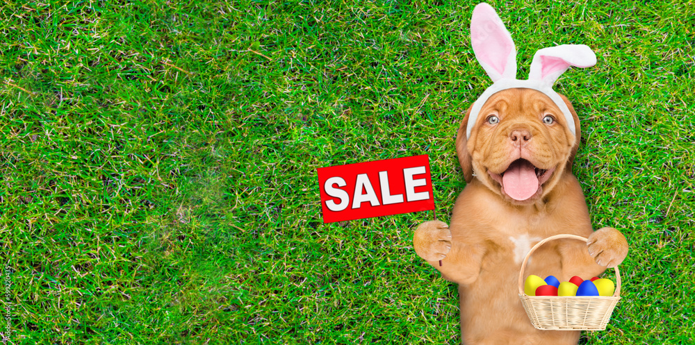 Poster happy mastiff puppy wearing easter rabbits ears holds basket of colorful easter eggs and shows signb