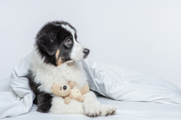 Naklejka na ściany i meble Cute Australian shepherd puppy hugs favorite toy bear on a bed at home and looks away on empty space