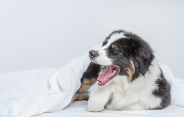 Yawning Australian shepherd dog lying on the bed at home. Empty space for text