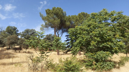 Fototapeta na wymiar Tall pine tree forest in Spain near Madrid, Casa de Campo
