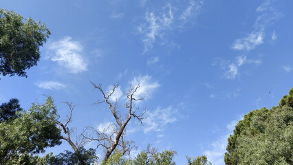 Tall pine tree forest in Spain near Madrid, Casa de Campo