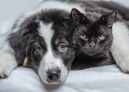 Australian shepherd dog hugging black cat on a bed at home