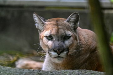 Puma (cougar) Stares at Camera