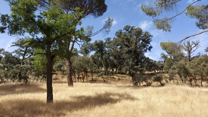 Fototapeta premium Tall pine tree forest in Spain near Madrid, Casa de Campo