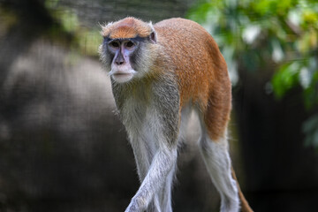 Patas monkey