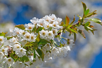 Blühender Kirschbaum, Prunus avium, im Frühling